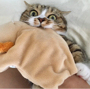 담요를 씹는 고양이.