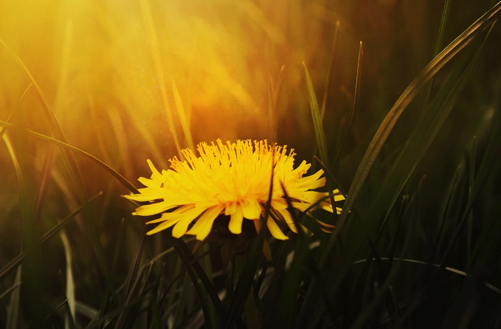 지방간 없애는 법