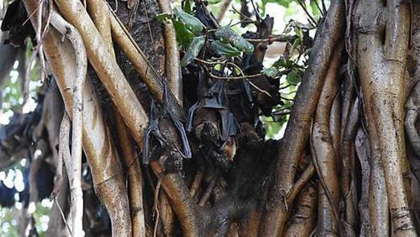 니파바이러스 관련주(테마주)