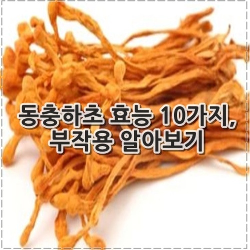 동충하초 효능 10가지, 부작용 정리