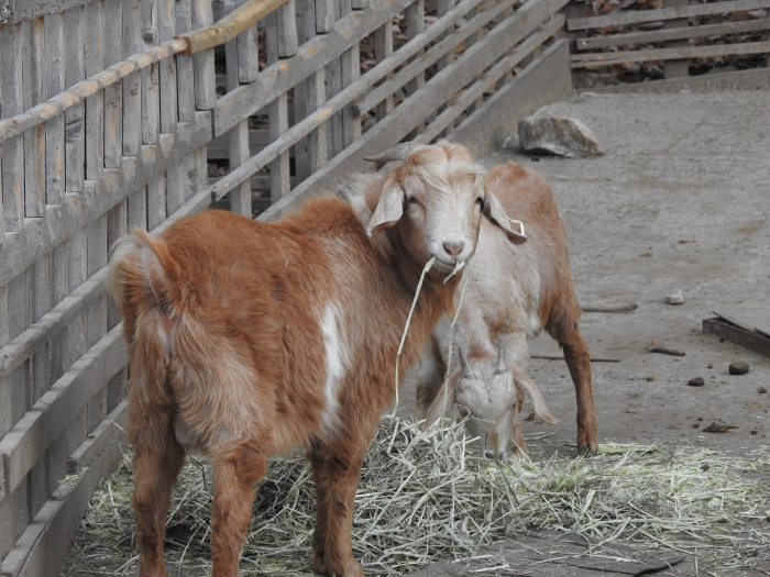 아침고요수목원 수국축제