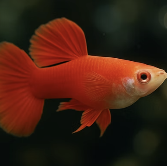 고정구피 발색&amp;#44; 어떻게 해야 더 예뻐질까? (발색의 비밀)