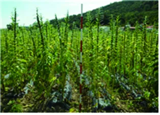 참깨 재배 돌려짓기 도복 방지 탈립 주의_2