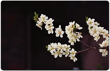 앵두나무 꽃