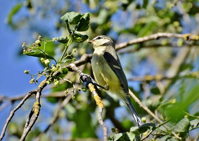 가평베고니아새정원