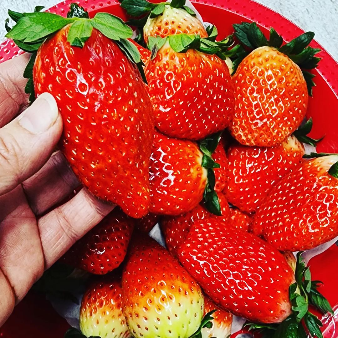 진심 가득 건강 담은 맛 창원 맛집 추천 생방송투데이 딸기크레페 딸기케이크 딸기음료 겨울 생딸기 디저트 카페 새콤달콤 딸기 오늘방송 자족식당