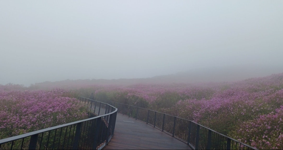 황매산 철쭉
