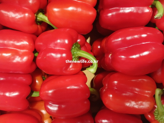 만성 피로 회복과 젖산 분해 효능이 탁월한 비타민C 가득한 빨간색 파프리카 실물