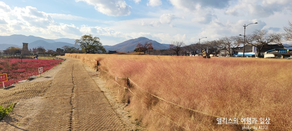 경주 한복입고 사진찍기 좋은 예쁜 장소 BEST 10 핑크뮬리