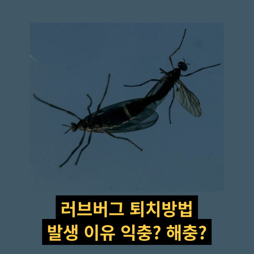 러브버그 퇴치 방법 생기는 이유 익충 해충 방역