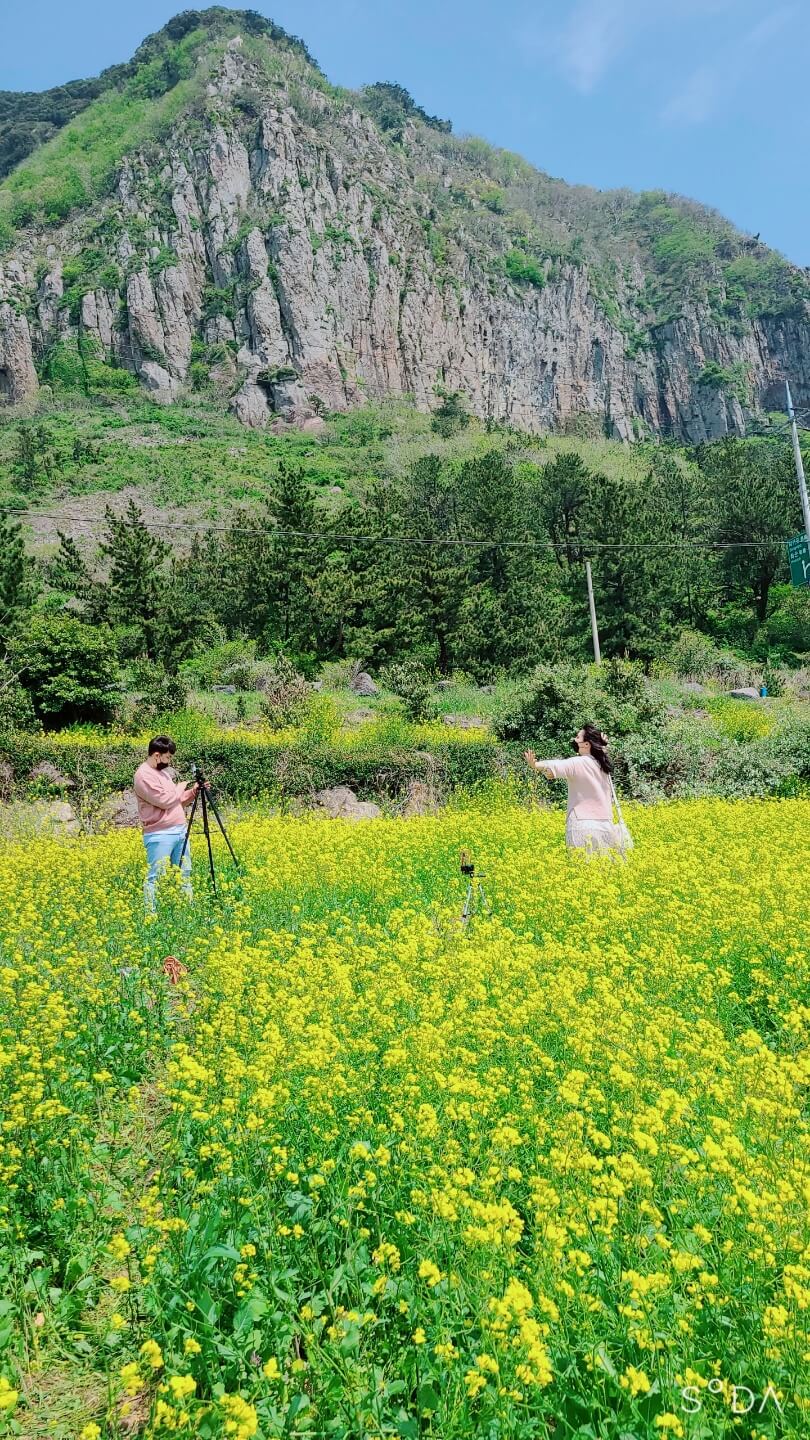 3월 봄꽃 축제 하는곳 봄꽃 여행지