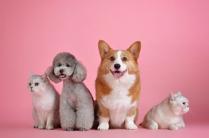 고양이 심장병과 다리 통증의 관계