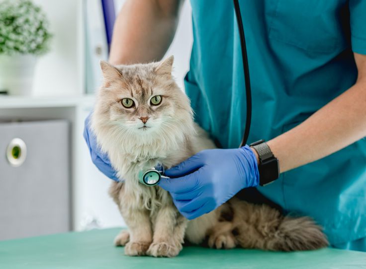 고양이 신부전
