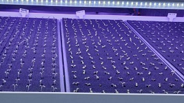 서유채농장-새싹채소