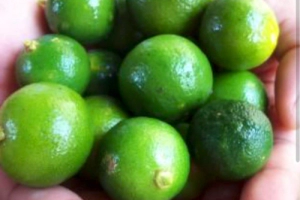 깔라만시 부작용