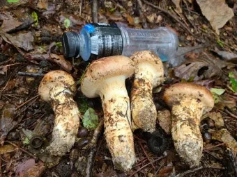 송이버섯 채취시기가격 정보를 확인_15