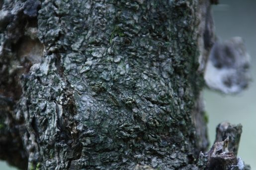 오갈피나무 수피