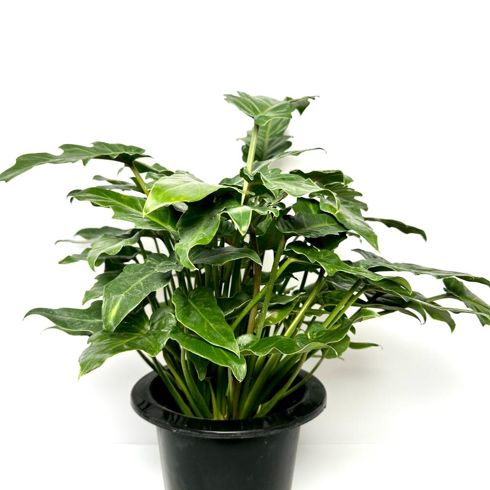 실내식물 추천 셀렘 키우는 법 물주기