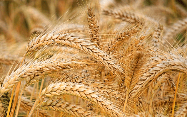 누렇게 잘 익은 보리가 가득한 보리밭 풍경이다. 고개를 푹 숙여있고 알곡이 굵다.