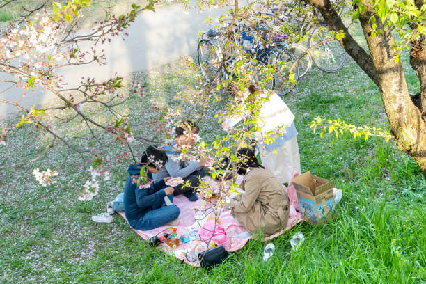 오늘부터 1일되는 가성비 좋은 벚꽃놀이 건강 도시락 & 간식