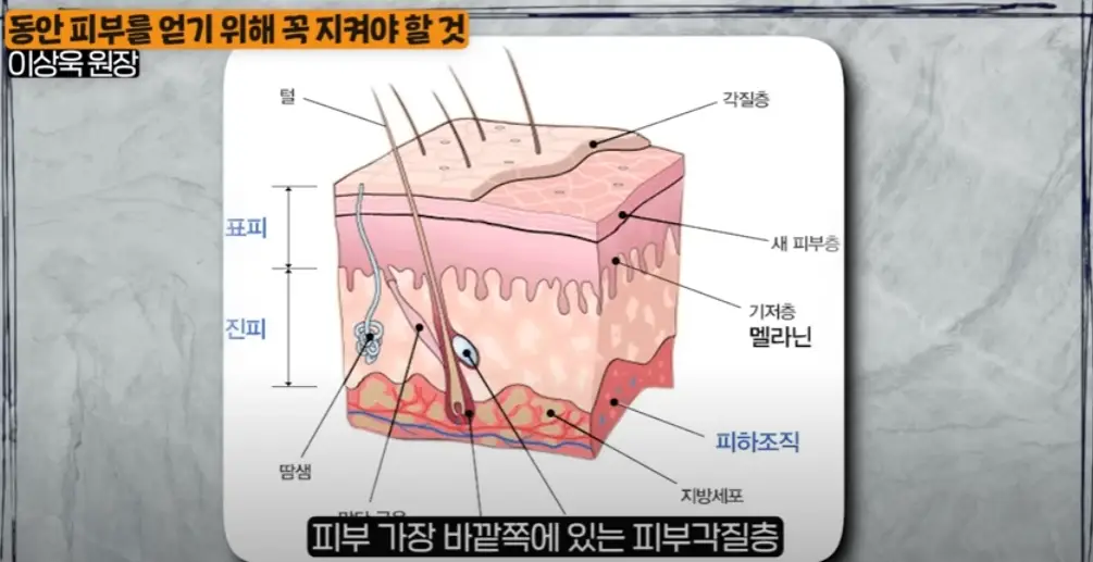 피부장벽-피부각질층