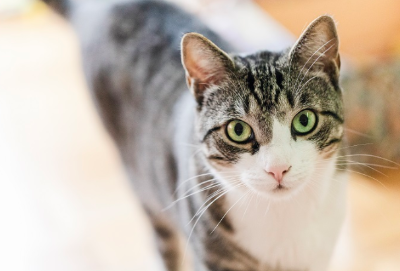 이쪽을 보고 있는 고양이