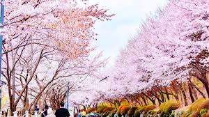 벚꽃 만개시기 관련 사진