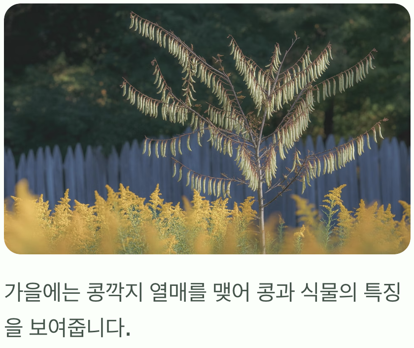 콩과 식물의 반전 매력