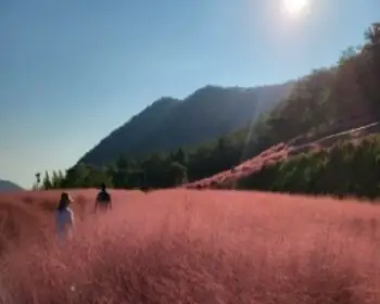 고창 핑크뮬리 축제 꽃객 프로젝트_12