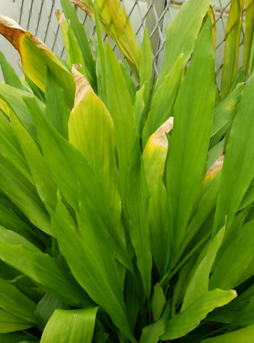 파비플로라(흑생강)줄기