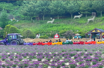 허브아일랜드 라벤더 축제_5