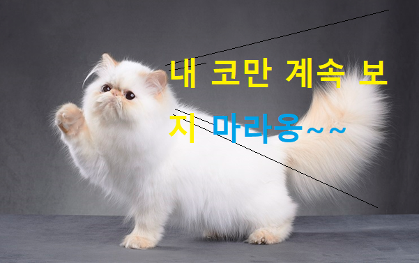 페르시안 친칠라 고양이 이미지 - 1