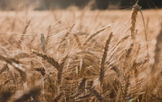 카뮤트 탈모와 당뇨에 대한 효능