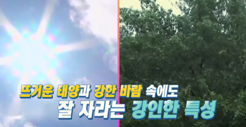 시서스