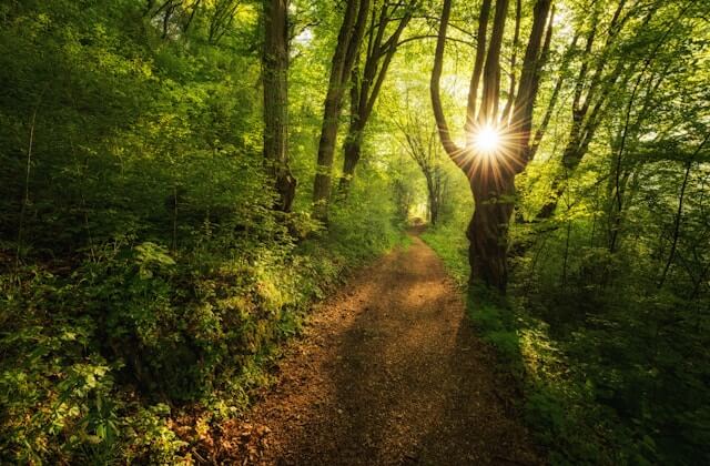 산림복지서비스이용권 조건확인하기