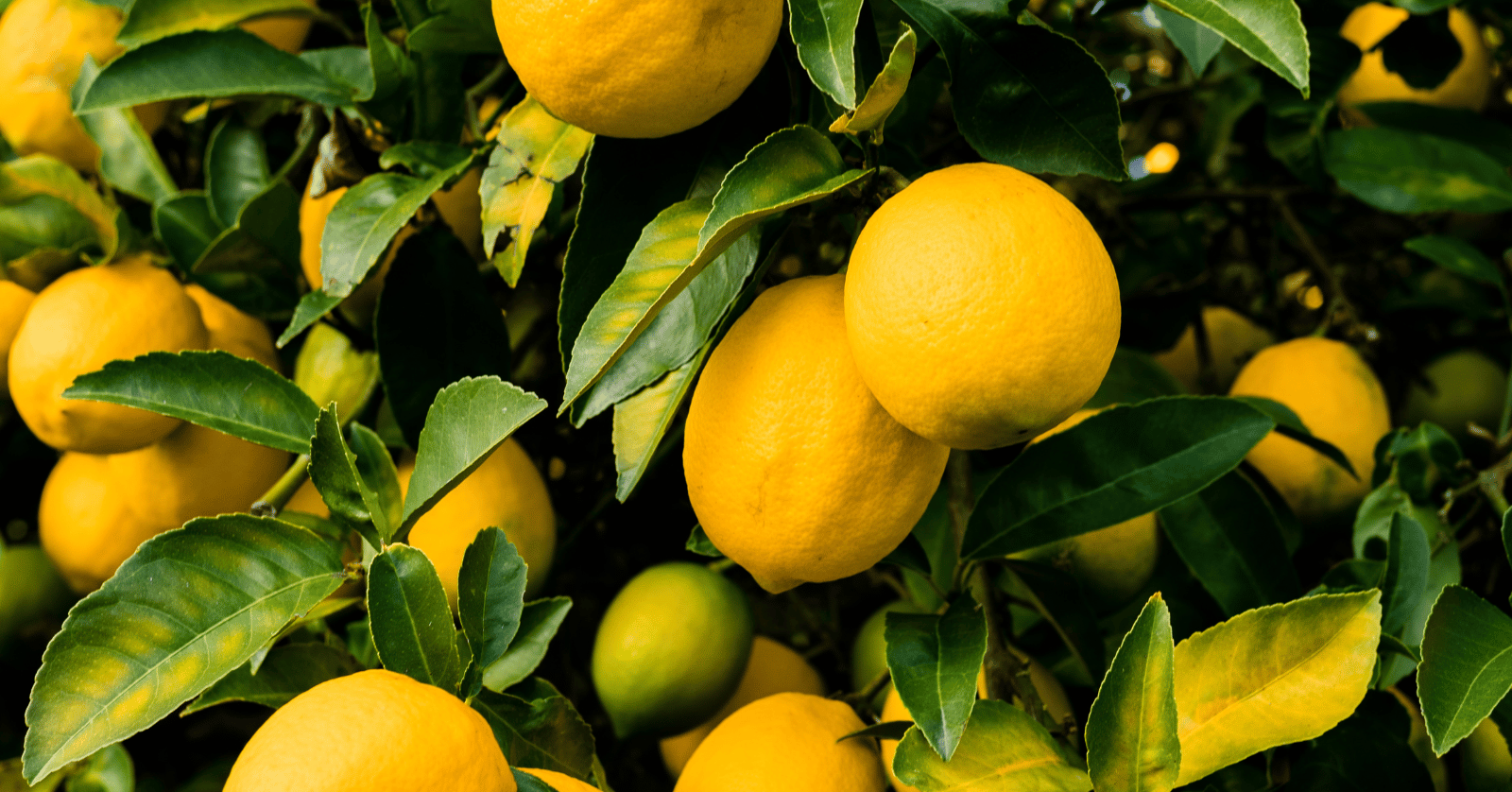 레몬효능부작용