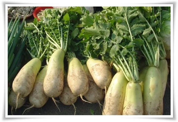 텃밭관리 "2월에 심는 텃밭 작물" 슬기로운 전원생활 가이드!