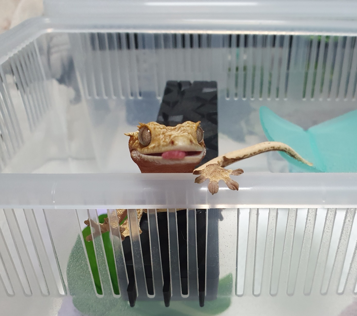 정변을 바라보는 크레스티드 게코