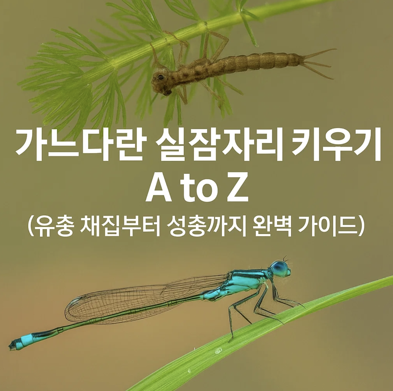 가느다란 실잠자리 키우기 A to Z (유충 채집부터 성충까지 완벽 가이드)