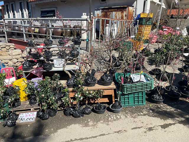 24년 광양 매화 축제 일정 요금 주차