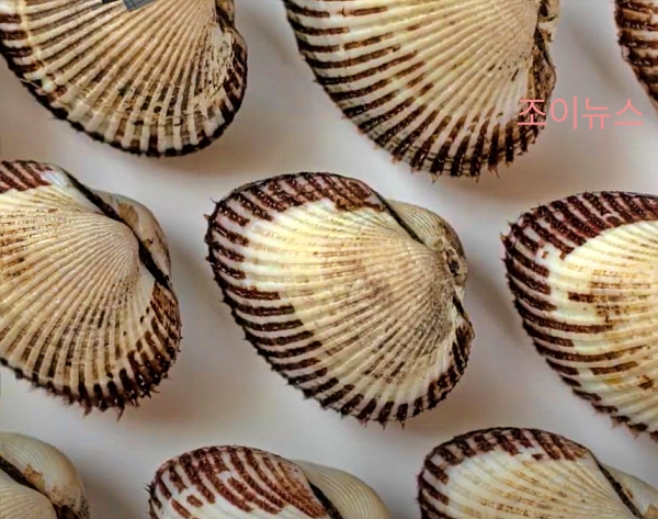 새꼬막_출처:식품의약품안전처