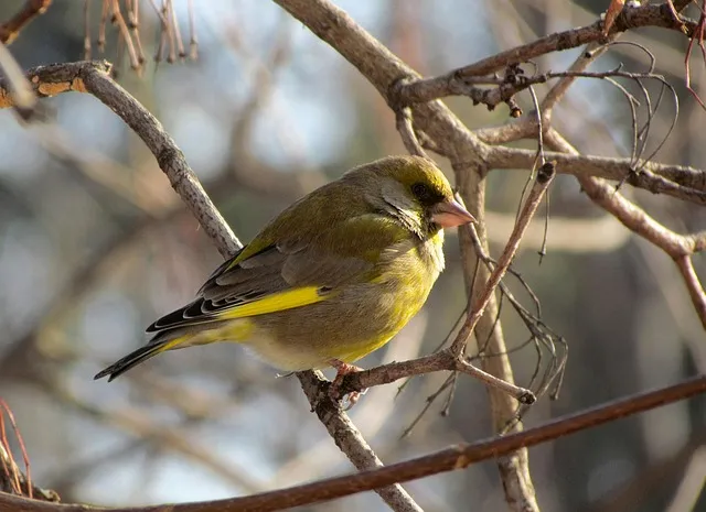 미즈나 재배 직파 요령 빠른 수확 통풍 관리_6
