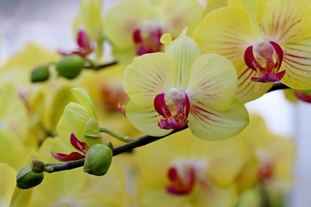 개업화분추천&amp;#44; 의미와&nbsp;인기 있는&nbsp;선물 식물 정리