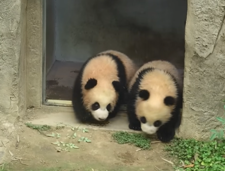 루이바오-후이바오-사진