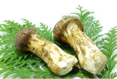 송이버섯 등급별 가격&amp;#44; 송이 등급 구분 방법