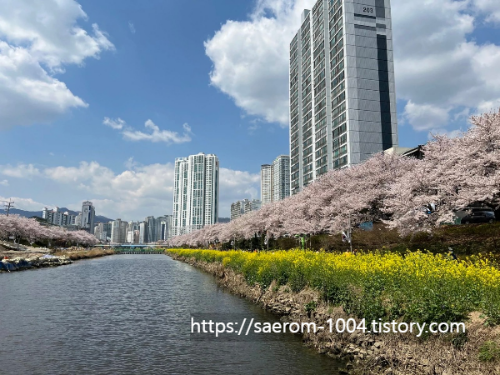 동래 온천천 벚꽃 사진2