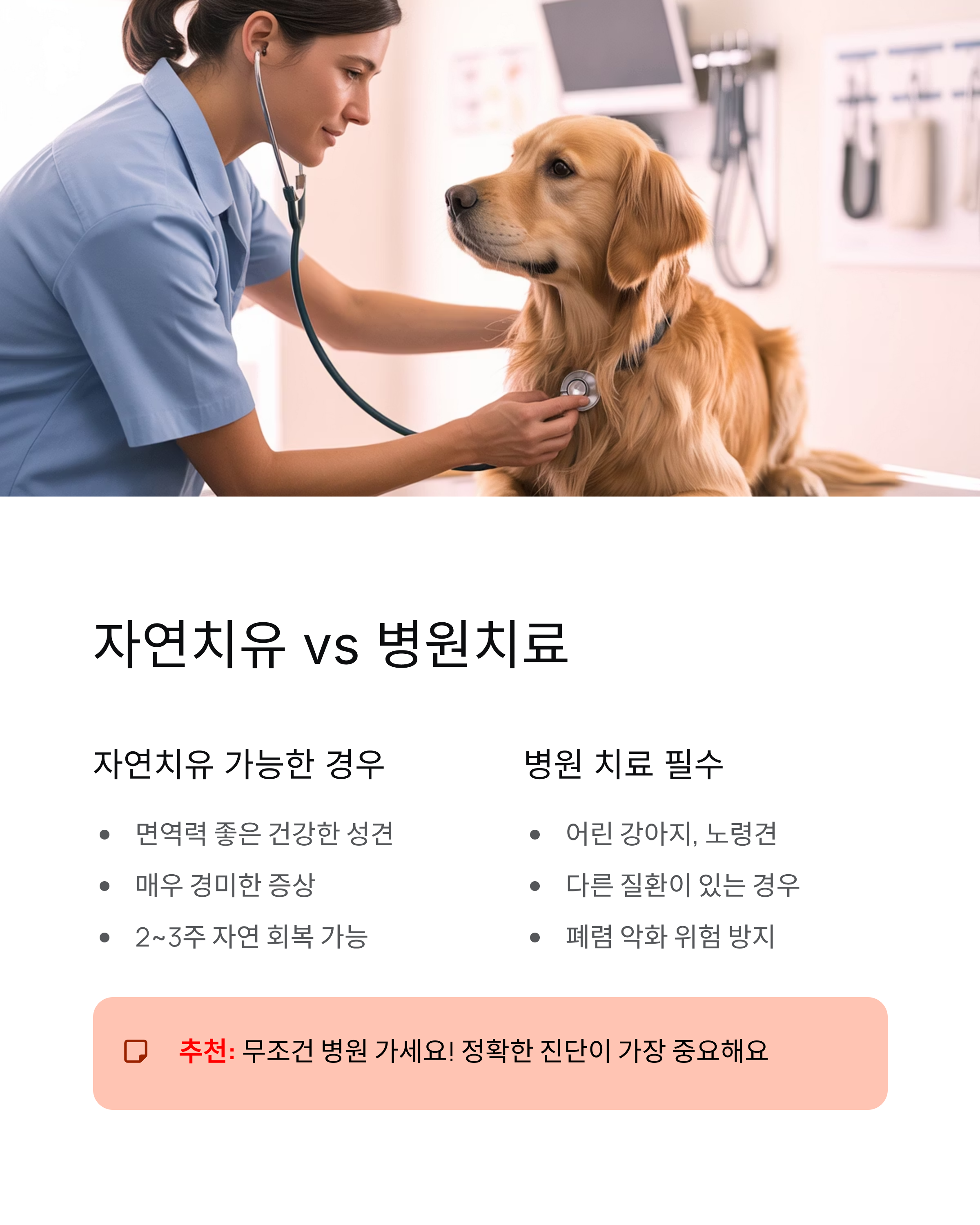 강아지 켄넬코프 증상과 치료 완벽 가이드 ❘ 우리 강아지 지키는 법