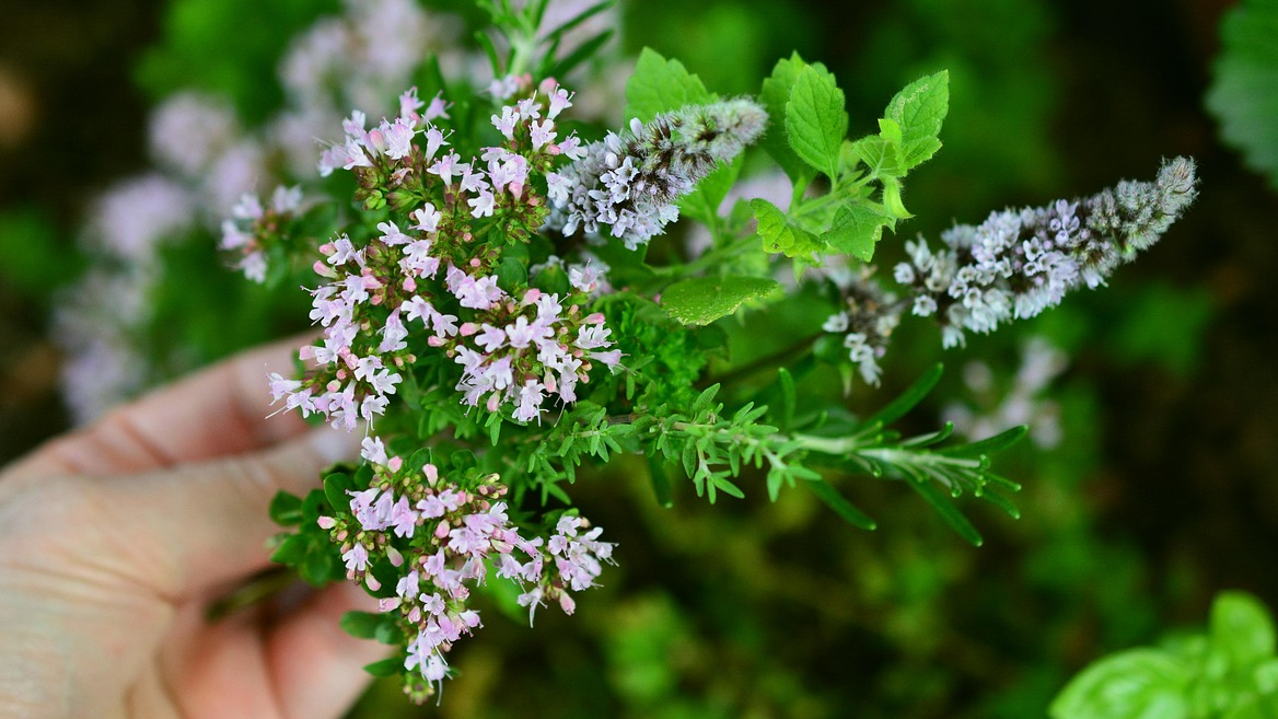 2030 세대 약초 추천 면역력 관리 강화 활용