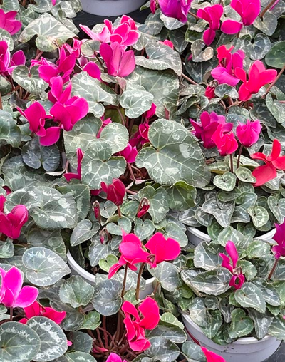 시클라멘 키우기