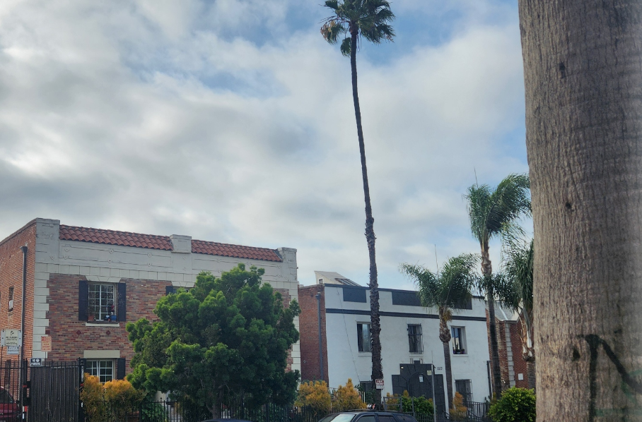 캘리포니아 팬 팜 (Washingtonia filifera) 이미지